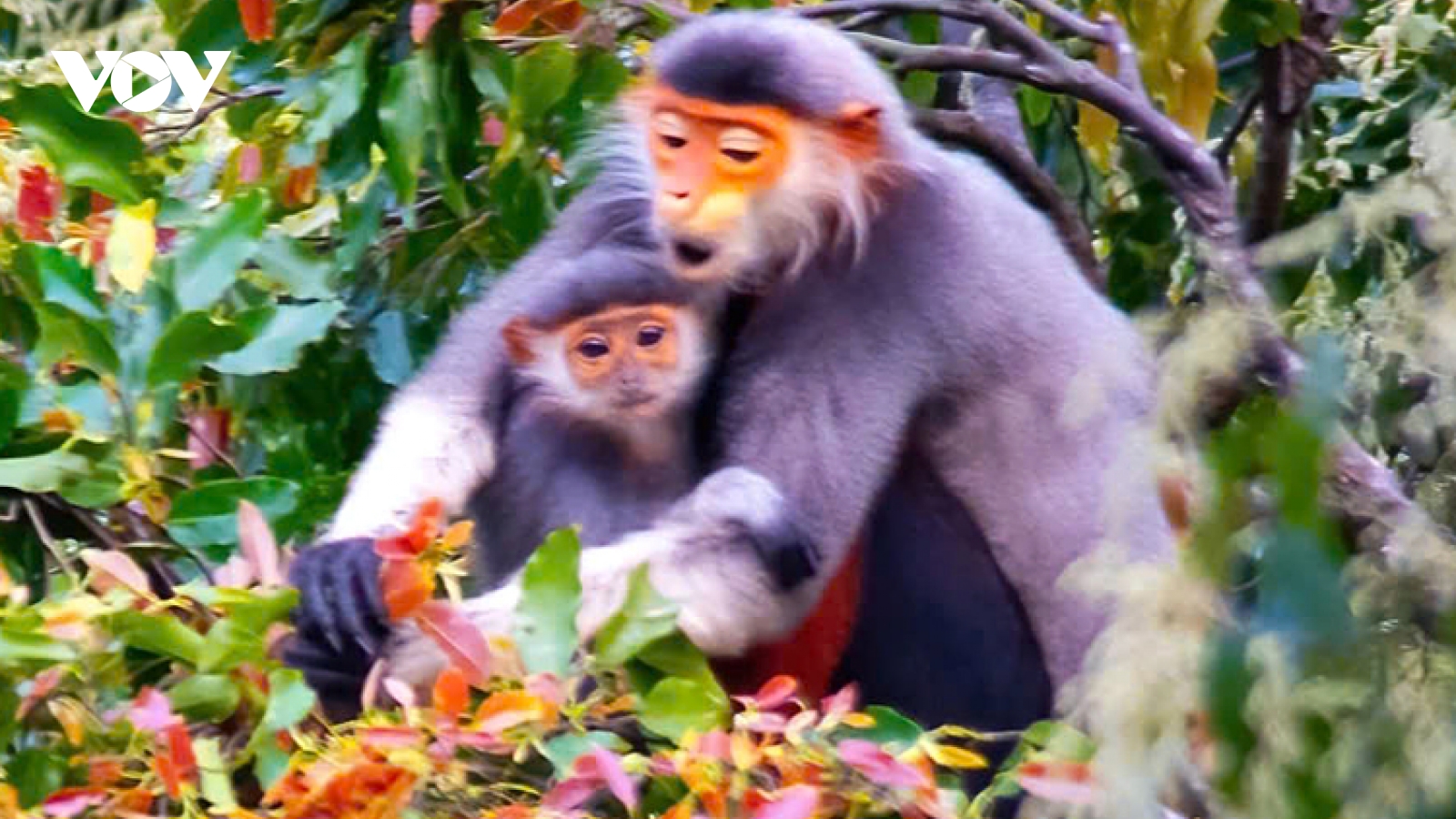 Vietnam’s biodiversity-rich ecosystem under threat, prompt actions needed